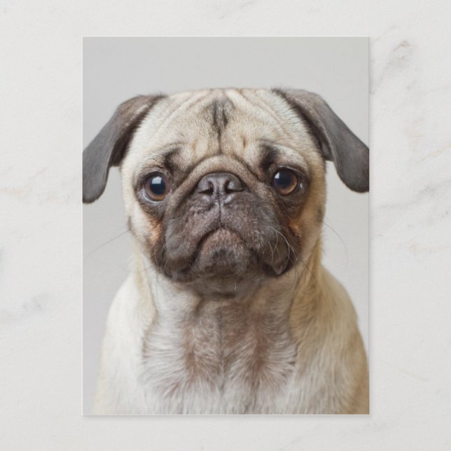 Pug Portrait Postcard (Front)