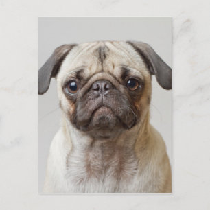 Pug Portrait Postcard