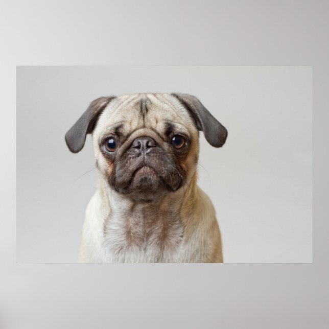 Pug Portrait Poster (Front)