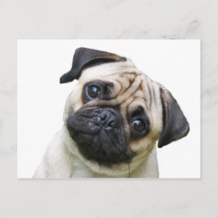 pug postcard