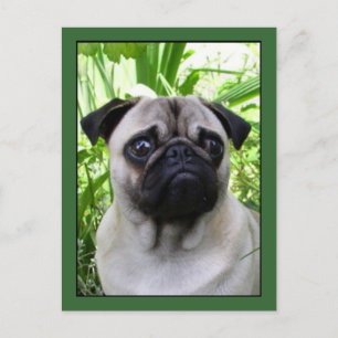 Pug postcard