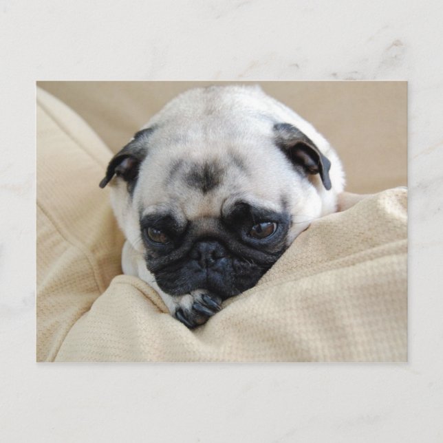 Pug Postcard (Front)