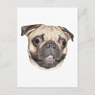 Pug Postcard