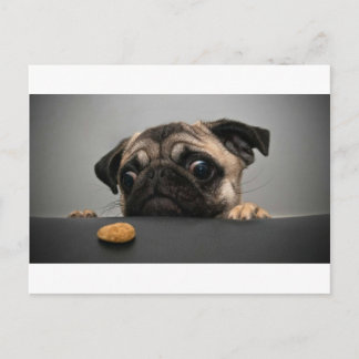 Pug Postcard