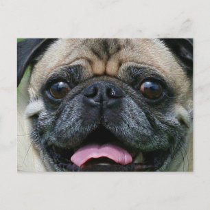 Pug Postcard