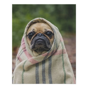 Pug Poster