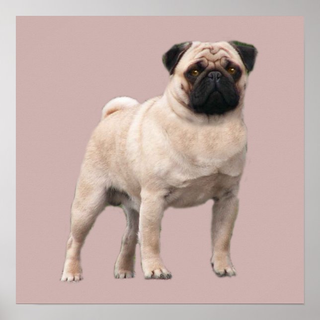 Pug Print (Front)