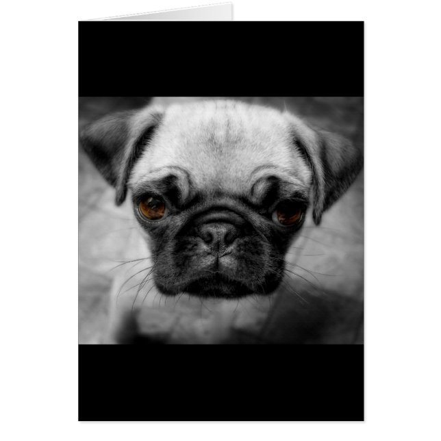 Pug Pup (Front)