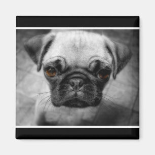 Pug Pup Magnet