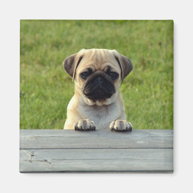 Pug Pup Magnet (Front)