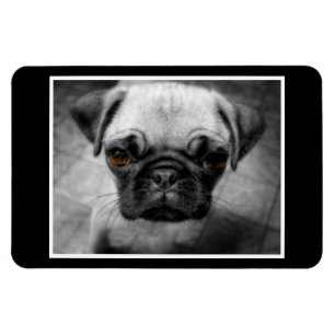 Pug Pup Magnet