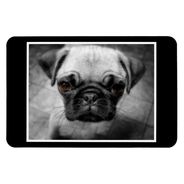 Pug Pup Magnet (Horizontal)