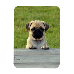 Pug Pup Photo Magnet