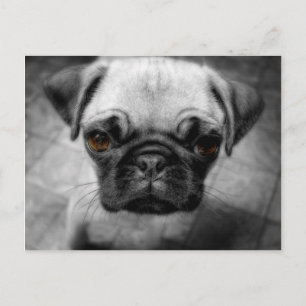 Pug Pup Postcard