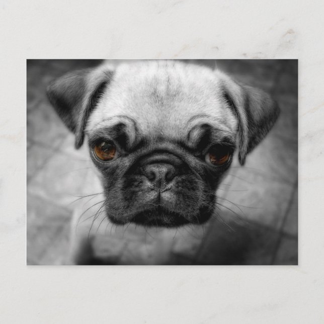 Pug Pup Postcard (Front)