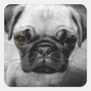 Pug Pup Square Sticker