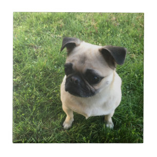Pug Pup Tile