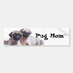 Pug puppies bumper sticker