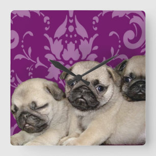pug puppies dog square wall clock