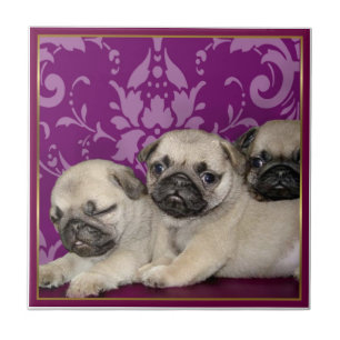 Pug Puppies Tile