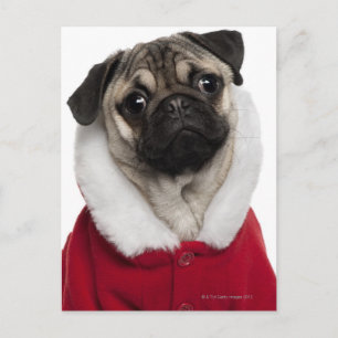Pug puppy (6 months old) wearing a Christmas Holiday Postcard
