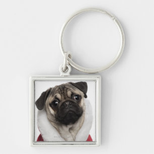 Pug puppy (6 months old) wearing a Christmas Key Ring
