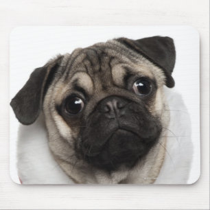 Pug puppy (6 months old) wearing a Christmas Mouse Pad