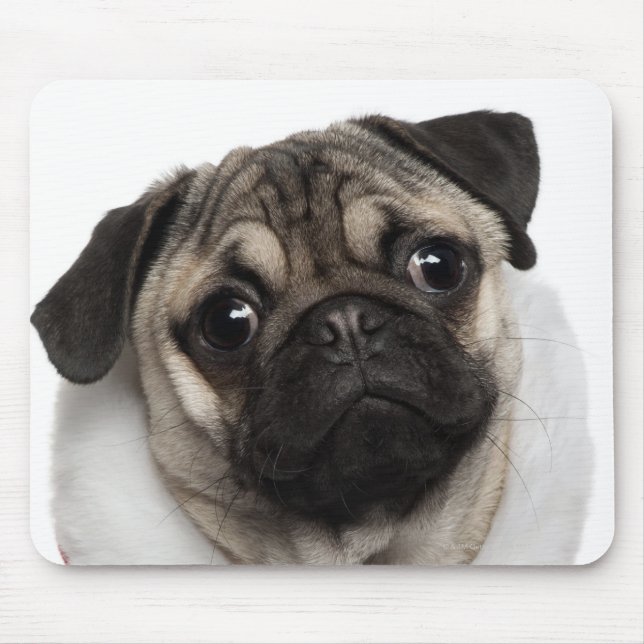 Pug puppy (6 months old) wearing a Christmas Mouse Pad (Front)