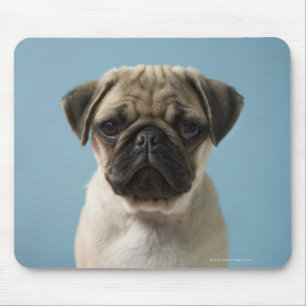 Pug Puppy Against Blue Background Mouse Pad