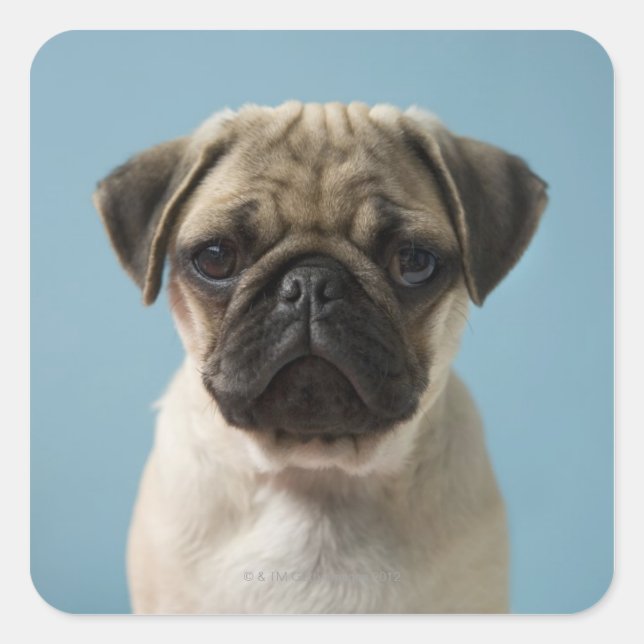 Pug Puppy Against Blue Background Square Sticker (Front)