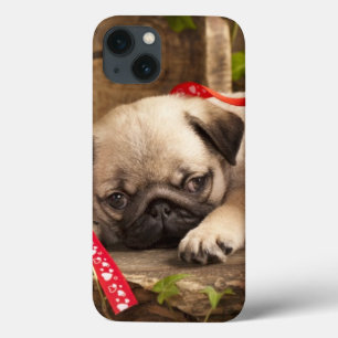 Pug Puppy and Gift  Box iPhone 13 Case