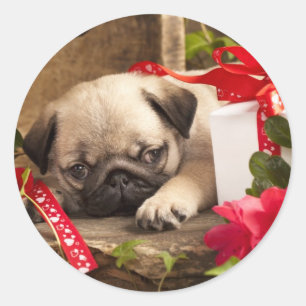 Pug Puppy and Gift  Box Classic Round Sticker