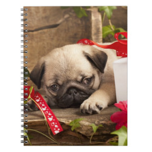 Pug Puppy and Gift  Box Notebook