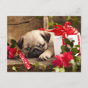 Pug Puppy and Gift Box Postcard