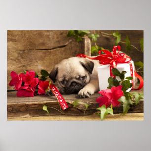 Pug Puppy and Gift  Box Poster