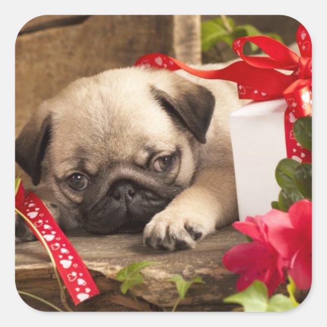 Pug Puppy and Gift  Box Square Sticker (Front)