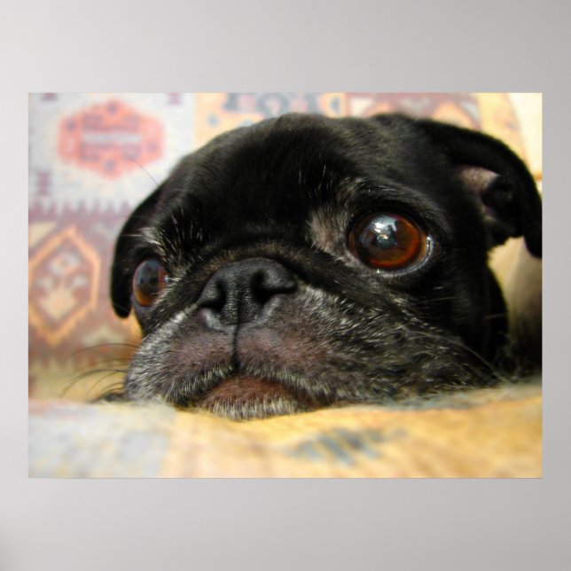 Pug Puppy Black Face Poster (Front)