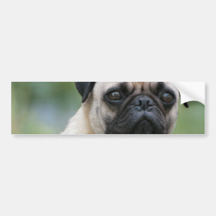 Pug Puppy Dog Bumper Stickers