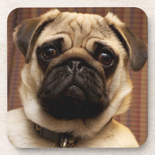 Pug Puppy Dog Coaster (Front)
