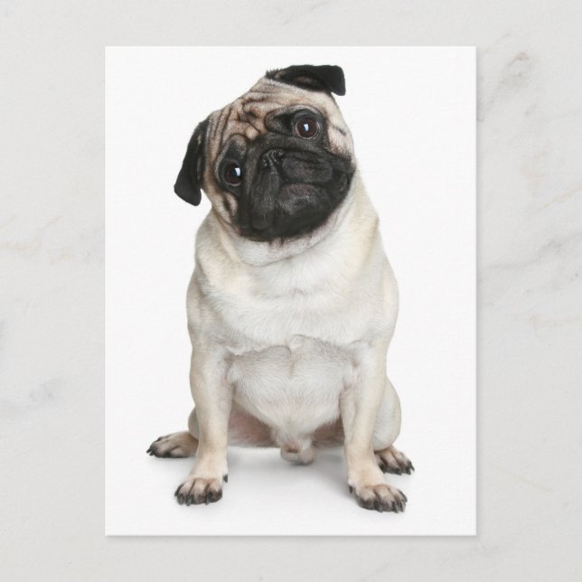 Pug Puppy Dog Greeting Postcard (Front)