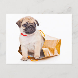 Pug Puppy Dog Greeting Postcard