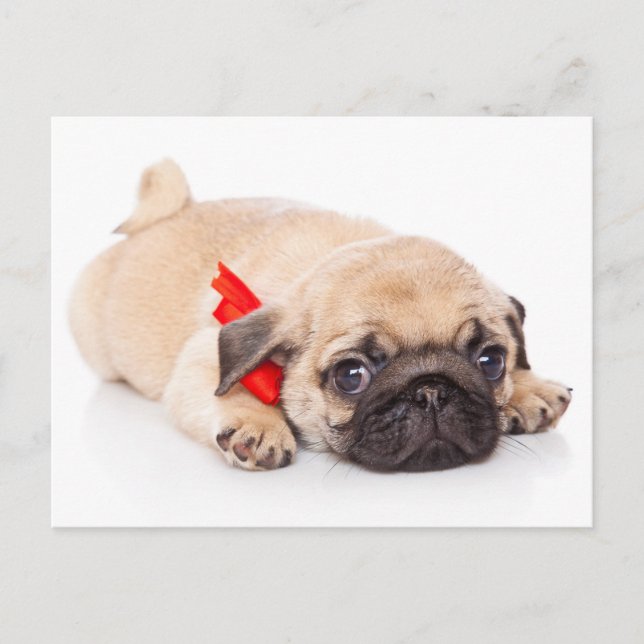 Pug Puppy Dog Greeting Postcard (Front)