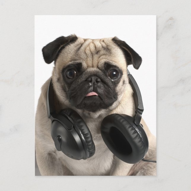 Pug Puppy Dog Greeting Postcard (Front)