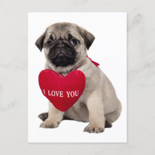 Pug Puppy Dog Greeting Postcard