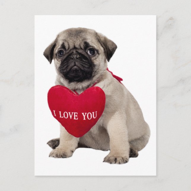 Pug Puppy Dog Greeting Postcard (Front)