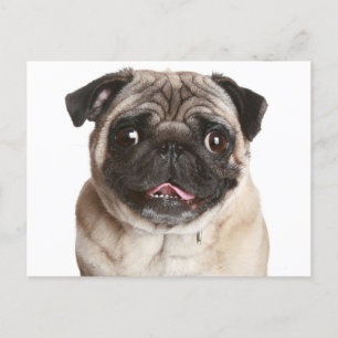 Pug Puppy Dog Greeting Postcard