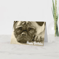 Pug Puppy Dog  Happy Birthday Card - Verse inside