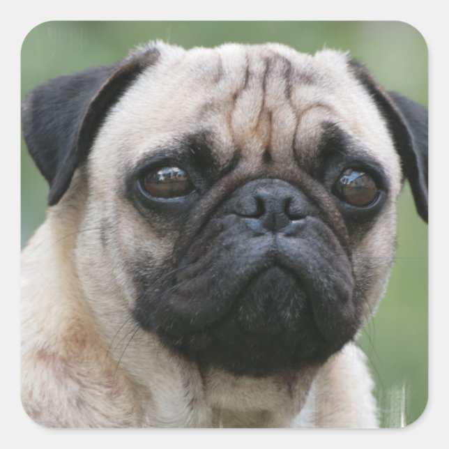 Pug Puppy Dog Stickers (Front)