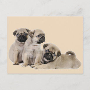 Pug Puppy Dogs Postcard