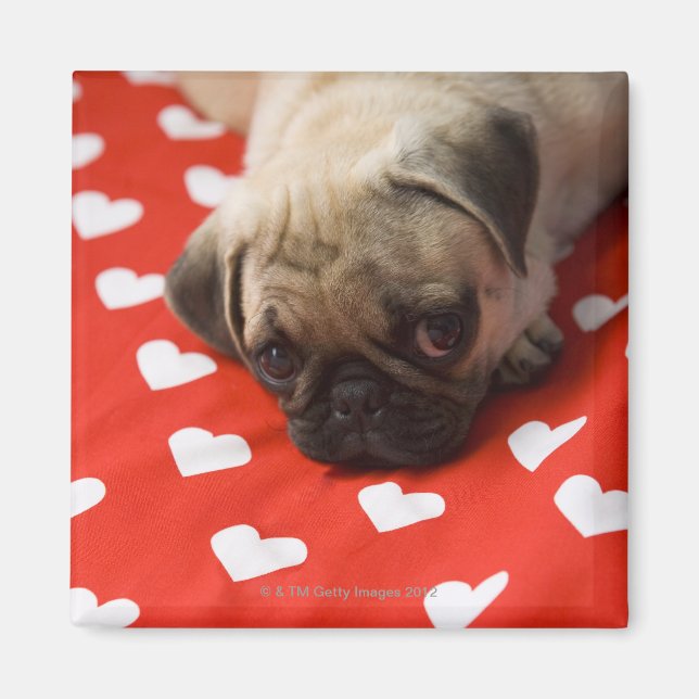 Pug puppy lying on bed, close up magnet (Front)